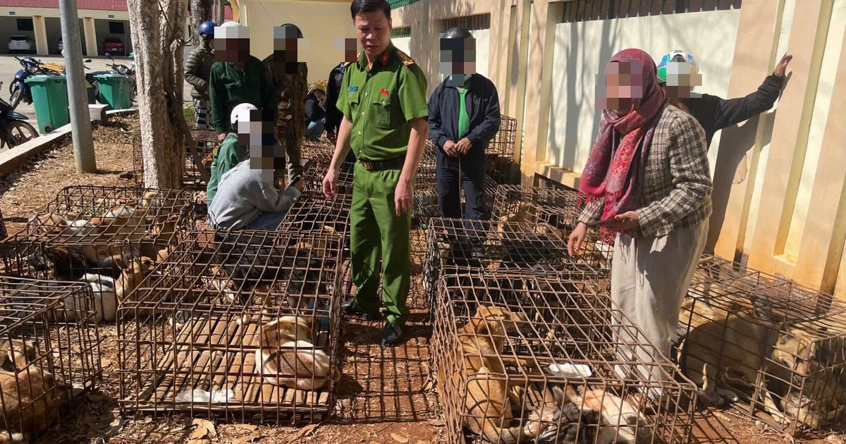 Đắk Lắk: Khởi tố 2 đối tượng trộm chó, tập kết 70 con trong lồng sắt