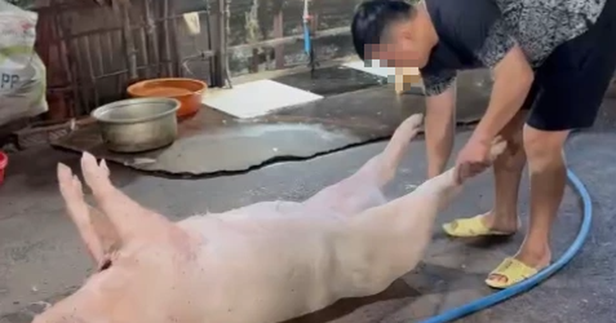 Đột k&iacute;ch 2 l&ograve; giết mổ heo 'chui' trong hẻm s&acirc;u ở TP.HCM