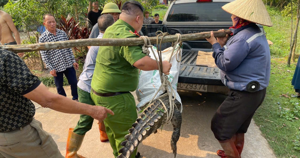 Vây bắt cá sấu 'khủng' gần khu dân cư