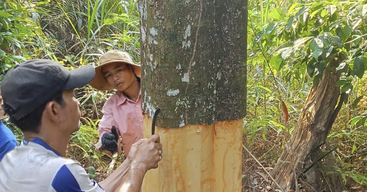 Khai thác cây quế hơn 50 năm tuổi ở Quảng Ngãi: Cao gần 30 m, cho 700 kg vỏ