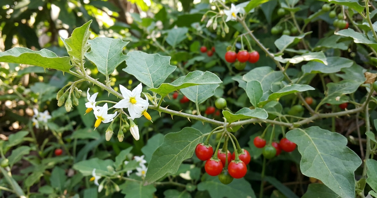 Cà gai leo có giúp trị khỏi viêm gan B?