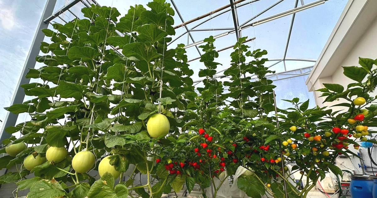 Nắng nóng gay gắt, đây là cách giữ khu vườn sân thượng xanh tốt...