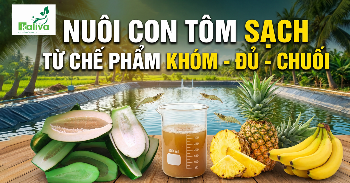 Cùng sống xanh số 146: Nuôi con tôm sạch từ chế phẩm khóm - đủ - chuối