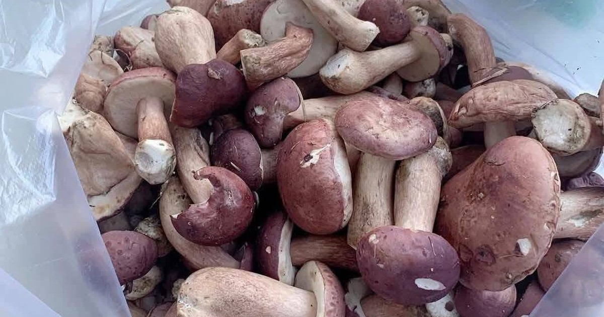 Nấm tràm có lợi gì cho sức khỏe? Bác sĩ lưu ý nhóm người cần hạn chế