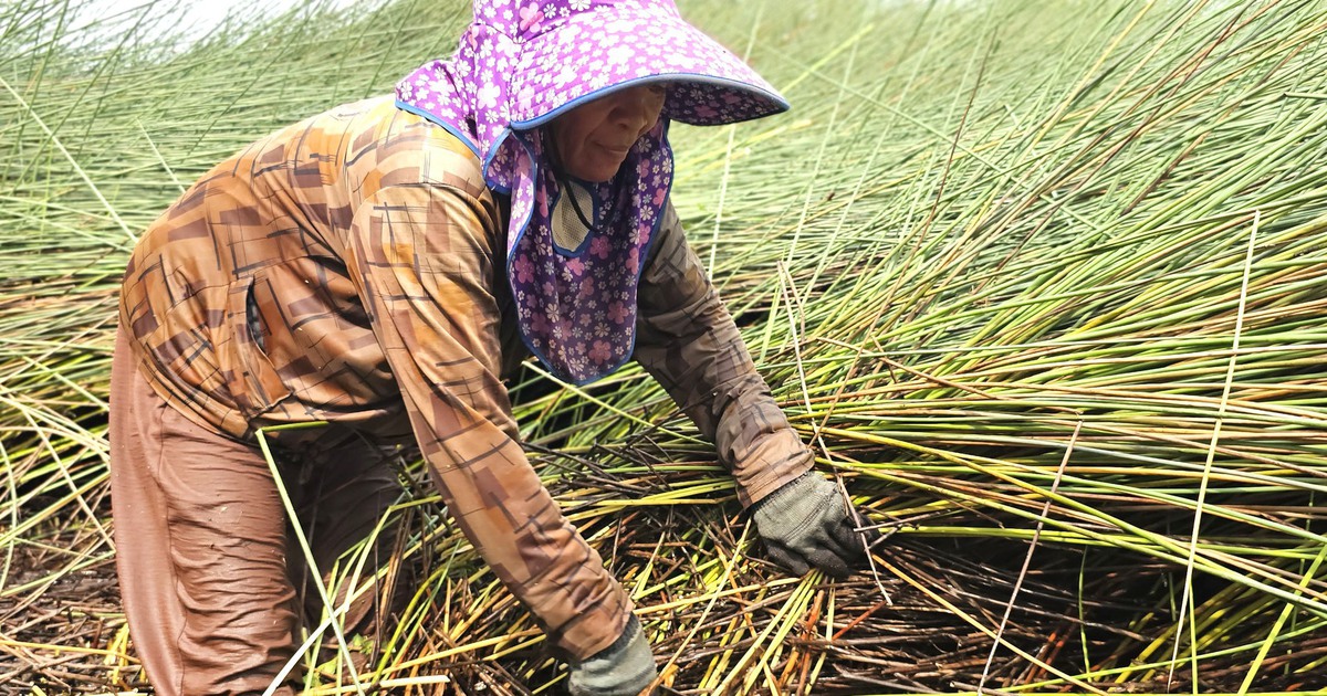 Từng 'mở mắt ra có tiền triệu', nghề cắt cỏ bàng nay chỉ còn người già bám trụ