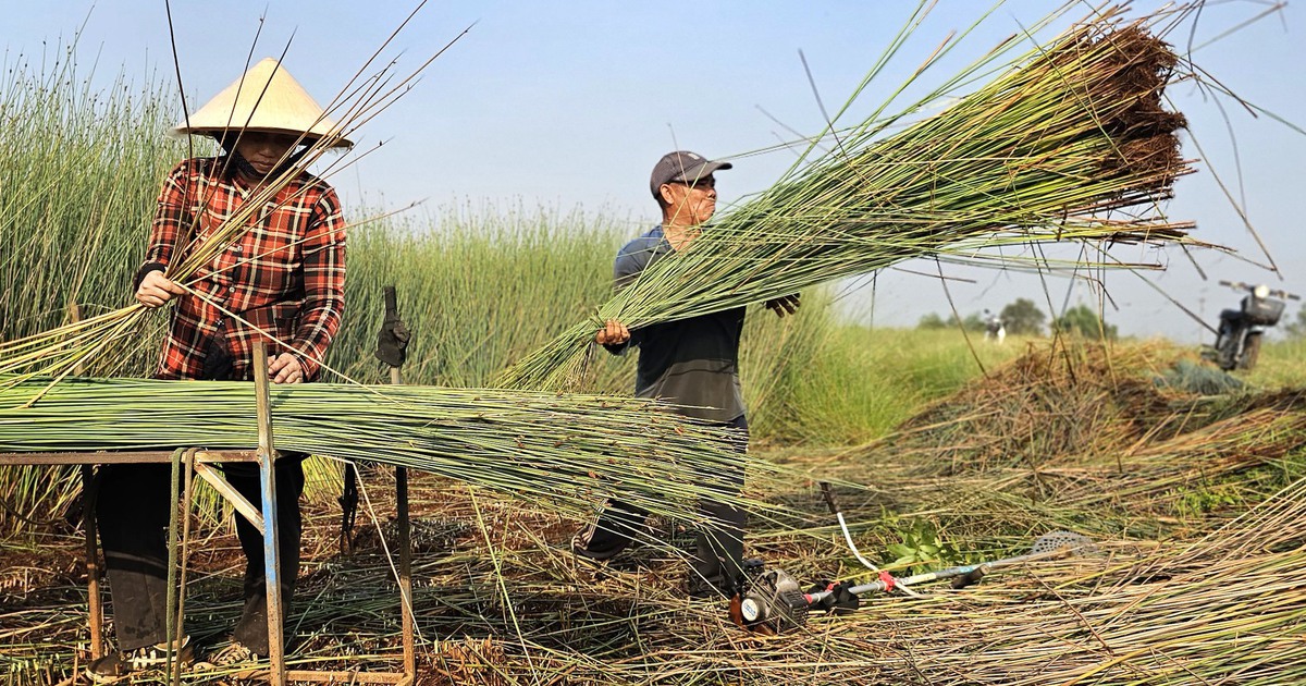 Cỏ bàng Đức Lập: Sợi cỏ thân thiện môi trường nhưng người trồng ngày càng chật vật