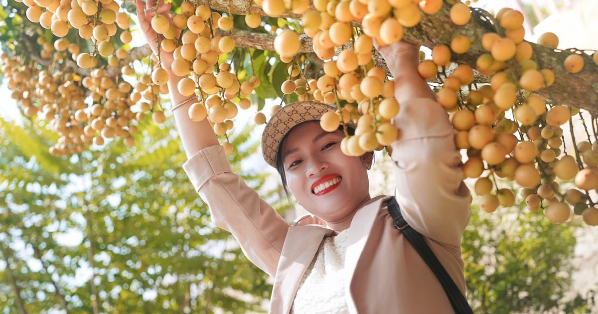 Rực rỡ mùa dâu ở núi Cấm