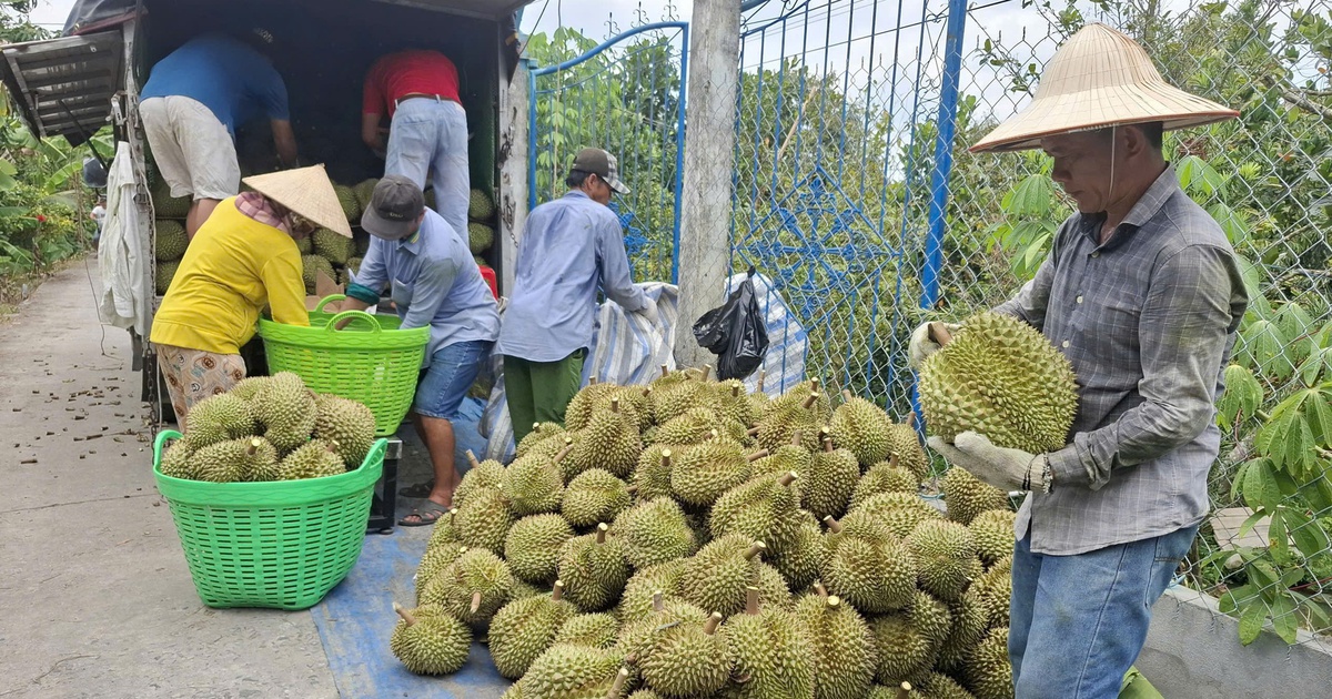 Đồng Tháp kiến nghị 'gỡ vướng' xuất khẩu sầu riêng sang Trung Quốc