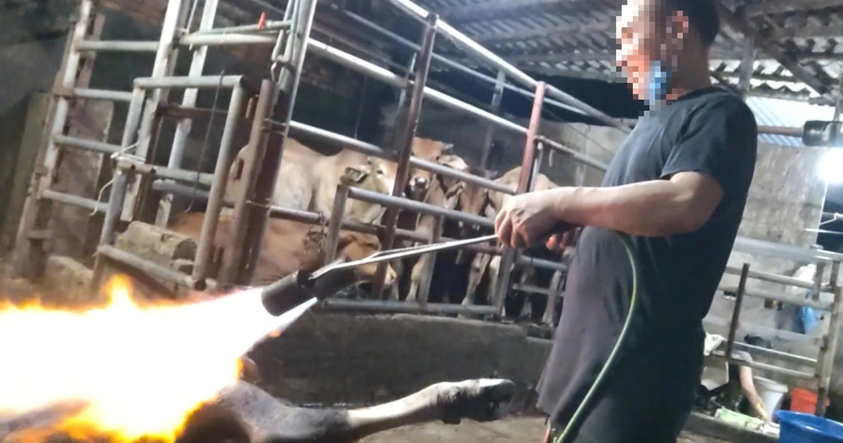 Phú Thọ chỉ đạo nóng vụ lò mổ 'chui' sau phản ánh của Báo Thanh Niên