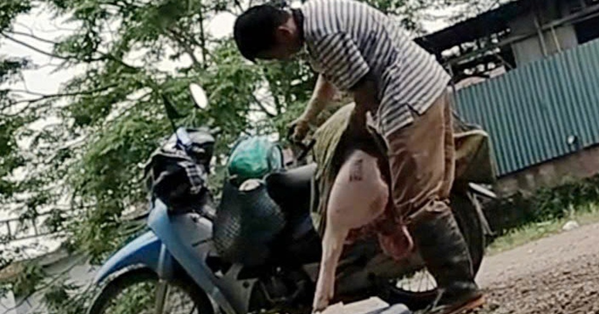 Hà Nội chỉ đạo nóng vụ thú y để thương lái đóng dấu kiểm dịch thịt lợn
