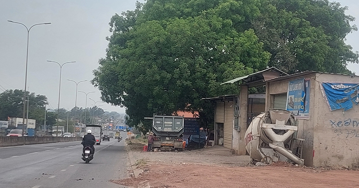 Tán cây xanh xòa ra đường