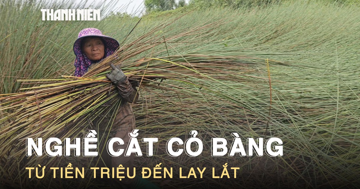 Nghề cắt cỏ bàng ở Tây Ninh: Từng kiếm tiền triệu, nay lay lắt
