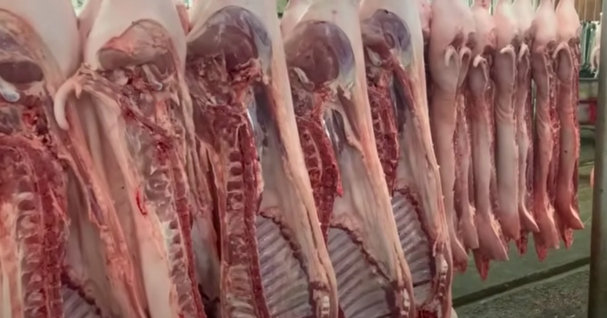 Giá heo hơi hôm nay 15.5.2026: Bình quân 68.000 đồng/kg