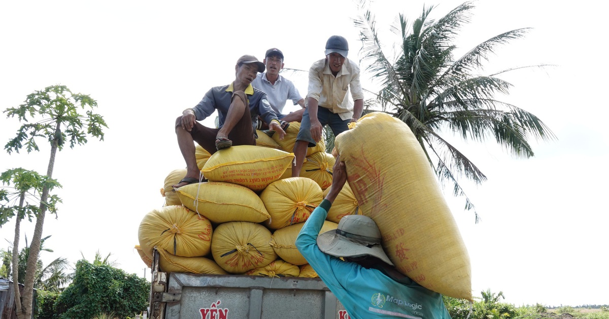 Mỹ dự báo Philippines nhập khẩu gạo kỷ lục tới 5,5 triệu tấn