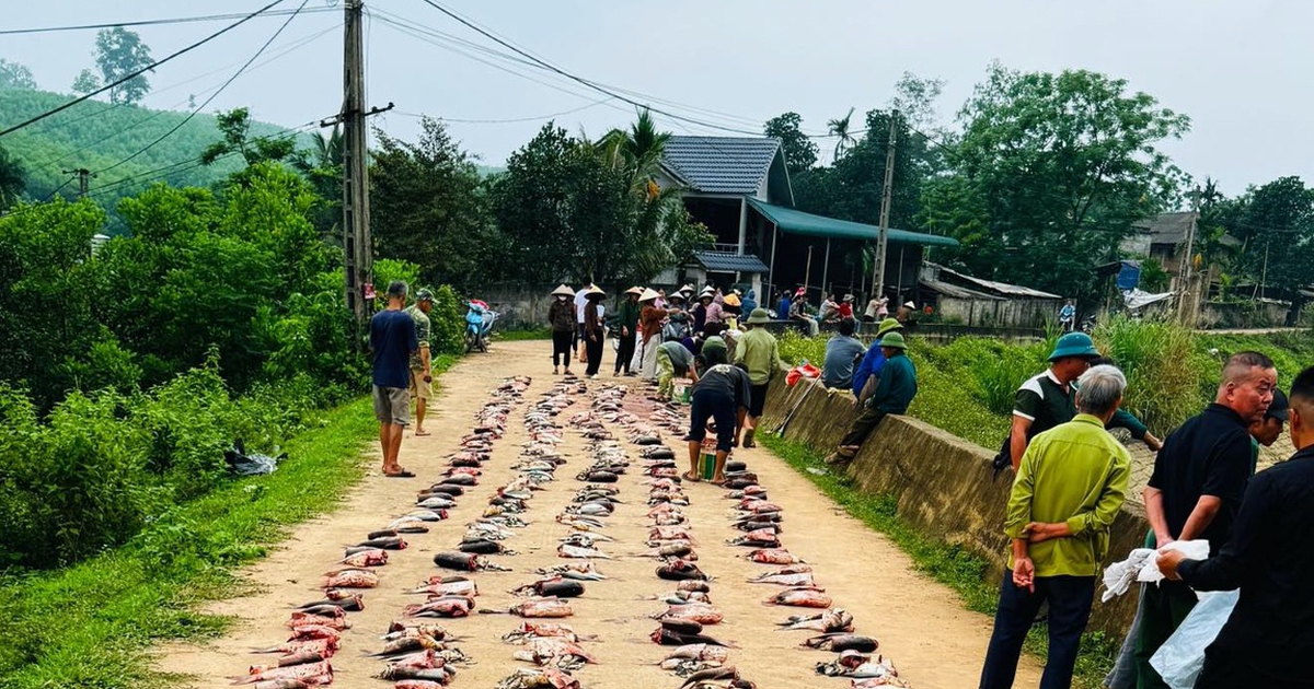 Góp tiền mua cá giống, 2 năm sau cả xóm cùng chia cá vui như hội