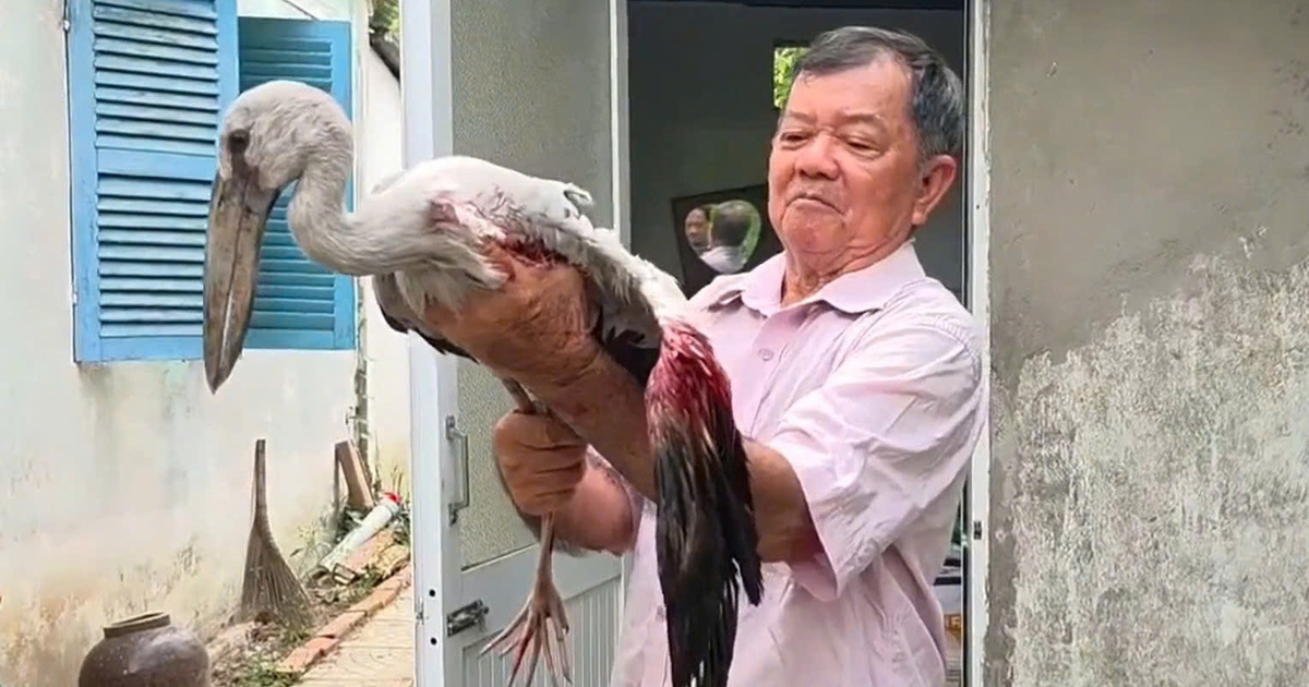 Vườn chim Hai Chìa kêu cứu: Lão nông 80 tuổi bất lực trước nạn săn bắt chim