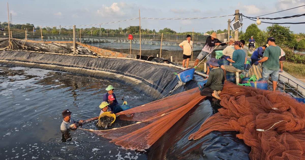 Nuôi tôm công nghiệp và quảng canh ở Cà Mau: Nhiều thành công cũng lắm rủi ro