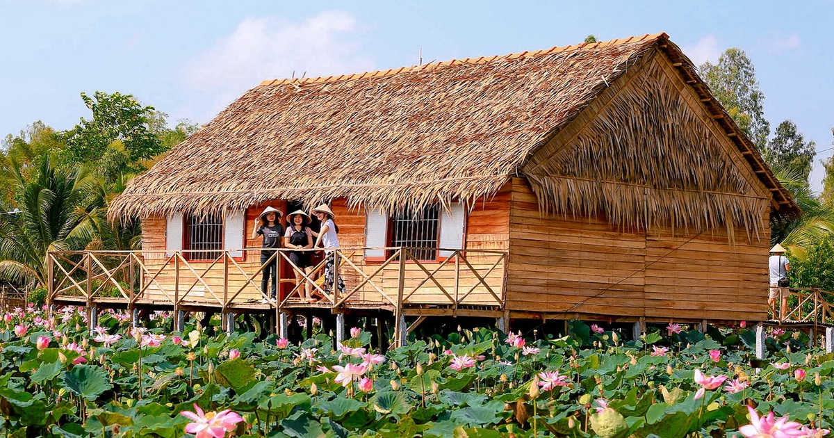 Lão nông chuyển ruộng lúa thành homestay giữa đồng sen, du khách đến rồi nhớ mãi