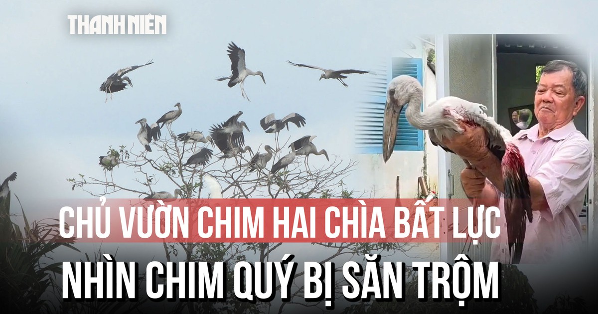 Lão nông 80 tuổi bất lực nhìn chim quý ở Vườn chim Hai Chìa bị săn trộm