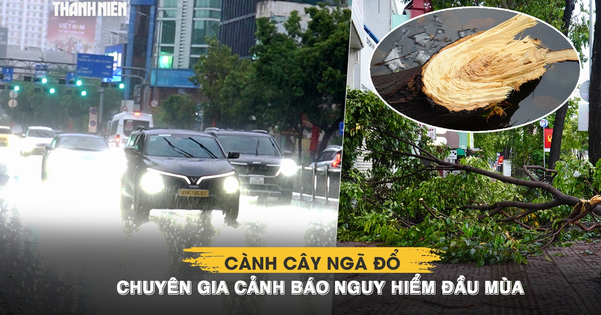 TP.HCM mưa lớn 2 ngày liên tiếp: Cành cây ngã đổ, chuyên gia cảnh báo nguy hiểm đầu mùa