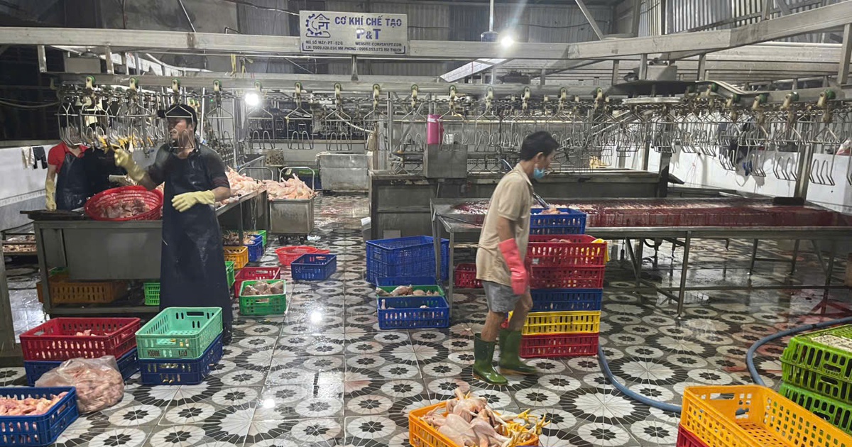 TP.HCM: 'Đột kích' lò giết mổ không phép lúc rạng sáng, buộc tiêu hủy gần 1 tấn gà