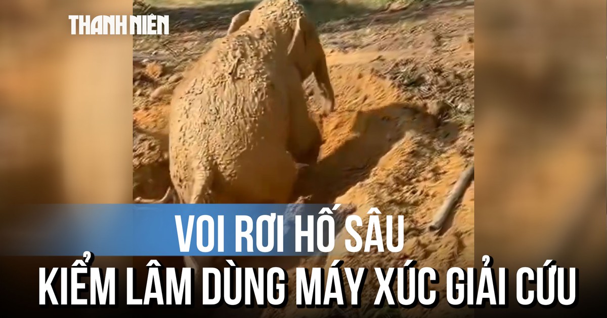 Cận cảnh cứu chú voi rơi xuống hố trong rẫy xoài