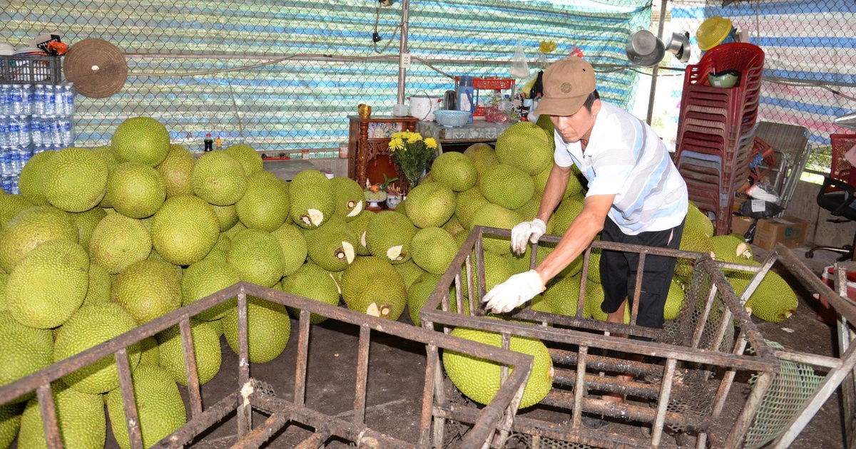 Giá mít liên tục lao dốc, nông dân gặp khó