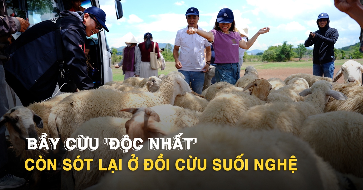 Từng gây sốt MXH, đồi cừu Suối Nghệ chỉ còn 1 đàn cừu níu chân du khách