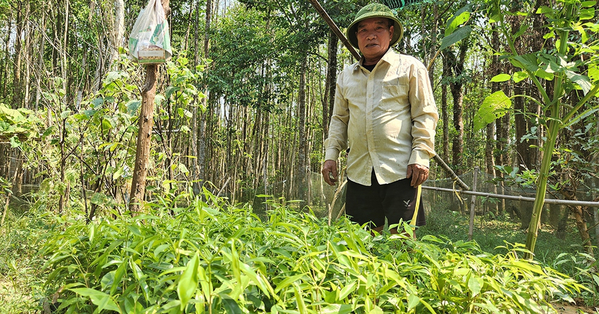 Dấn thân vào 'cửa tử'