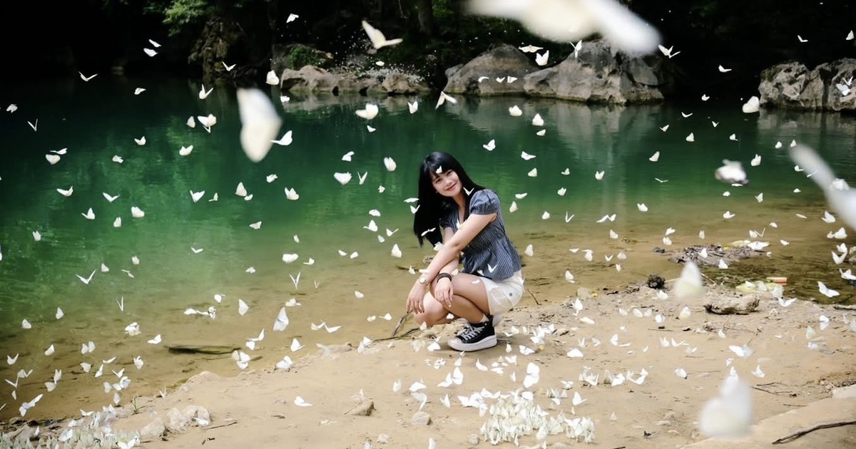 Mê mẩn mùa bướm trắng ở Phong Nha