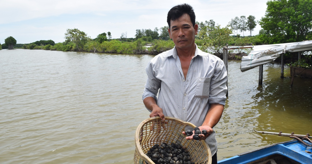 Làm giàu từ nuôi sò huyết dưới tán rừng ở miệt Thứ, An Giang