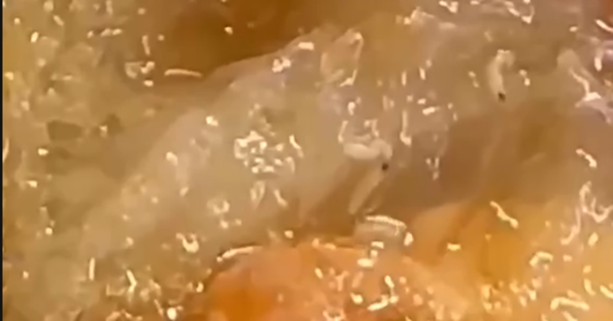 Dòi bò lúc nhúc trong hộp xôi mua tại tiệm bánh mì ở Quảng Trị