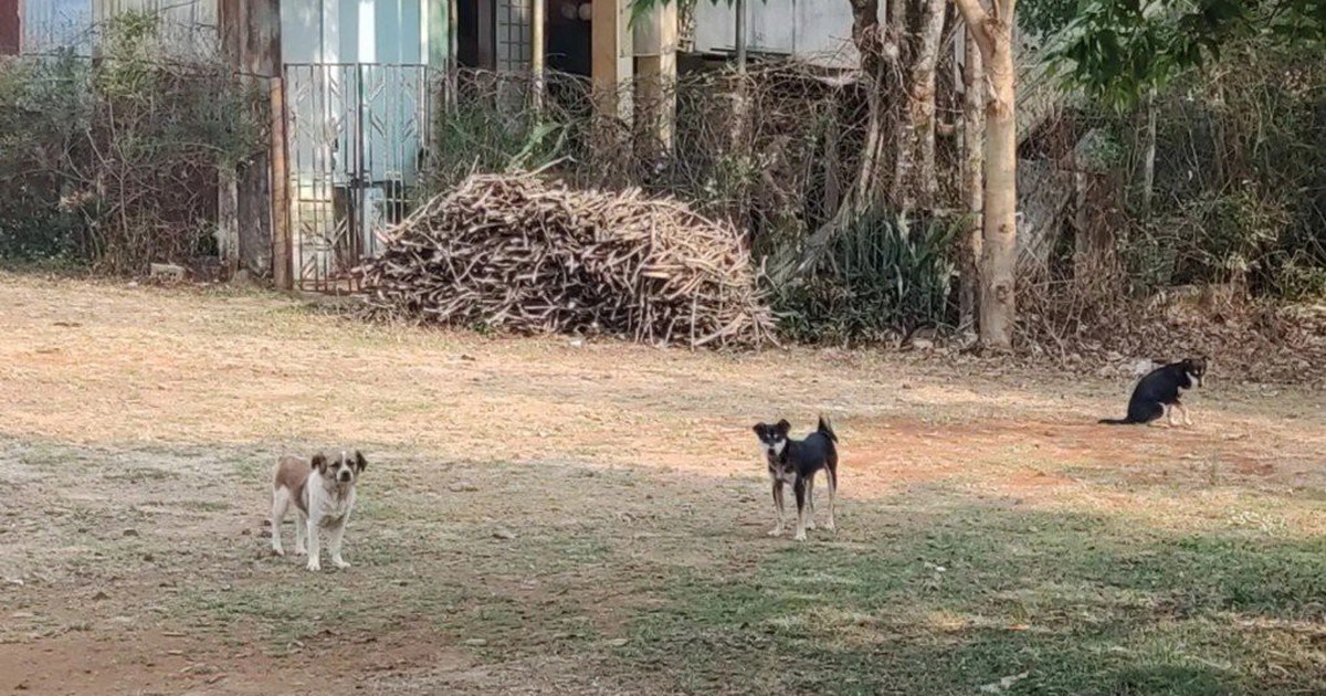 Trách nhiệm người nuôi chó
