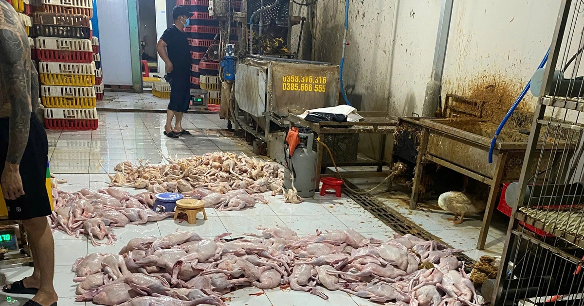TP.HCM: Kiểm tra chợ Mỹ Phước 3, phát hiện nhiều điểm giết mổ gia cầm trái phép