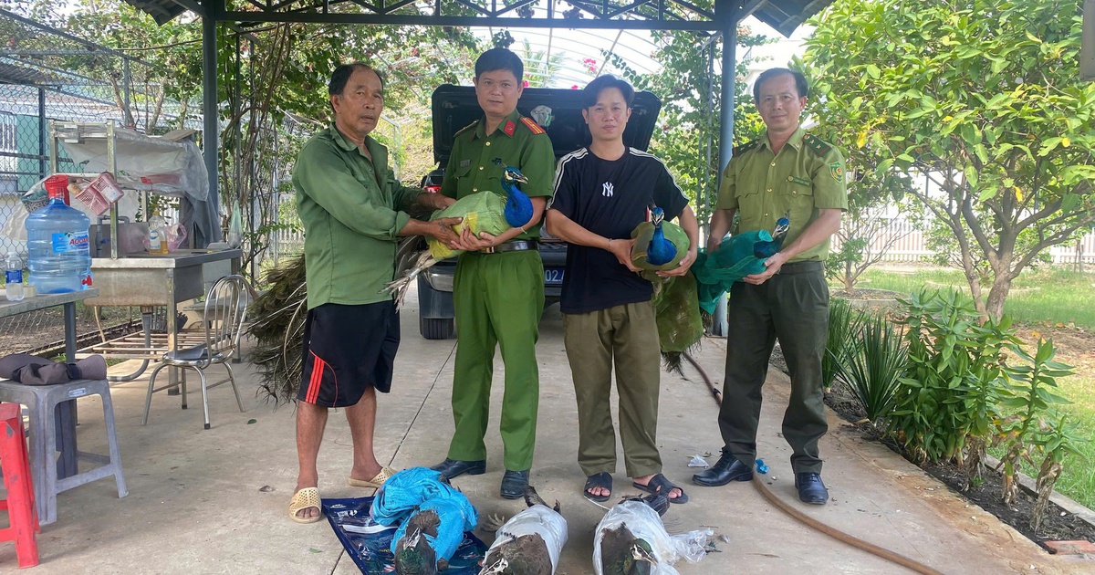 TP.HCM: Người dân tự nguyện bàn giao 9 con chim công Ấn Độ quý hiếm