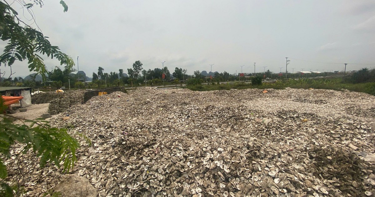 Khởi tố bị can suốt 5 năm đổ vỏ hàu trái phép