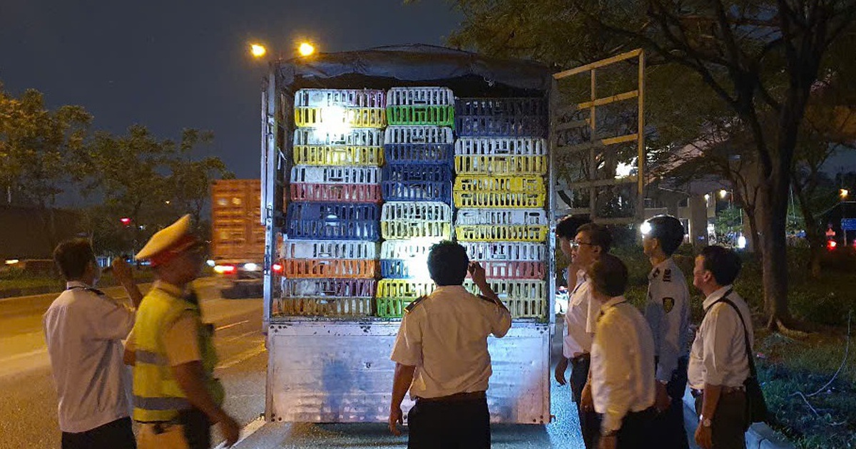 Kiểm tra xe tải vào TP.HCM, phát hiện 620 con vịt không kiểm dịch