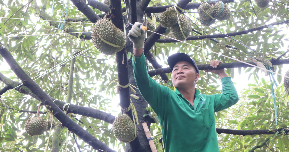 Thợ 'g&otilde;' sầu ri&ecirc;ng