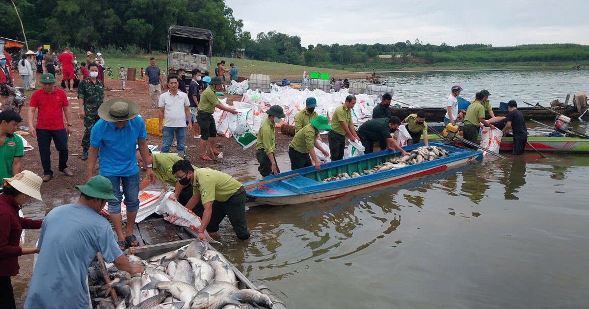 Cá bè trên hồ Trị An bất ngờ chết hàng loạt