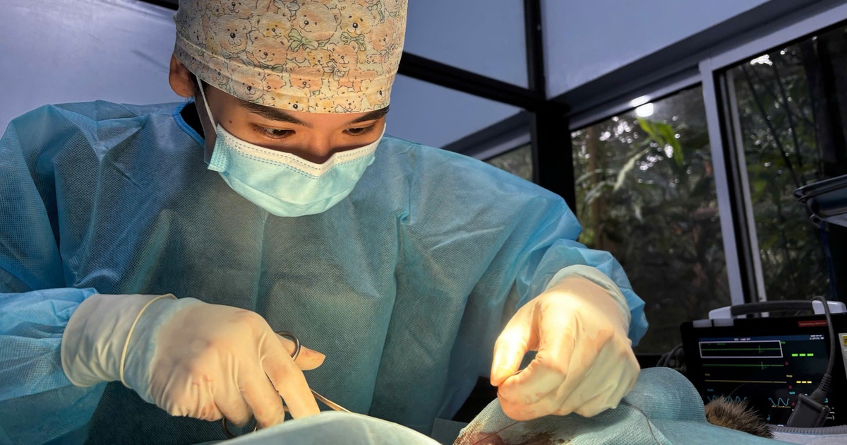 Cô gái TP.HCM bỏ phố lên rừng, từng bám vách đá tái thả động vật hoang dã