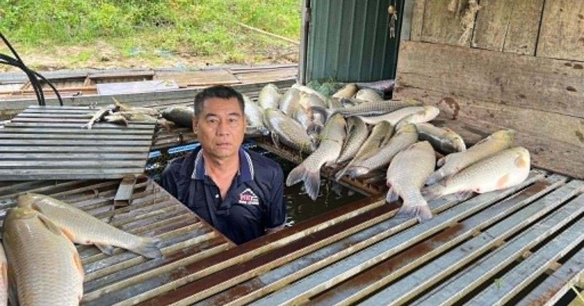 Cá chết hàng loạt trên sông Lam