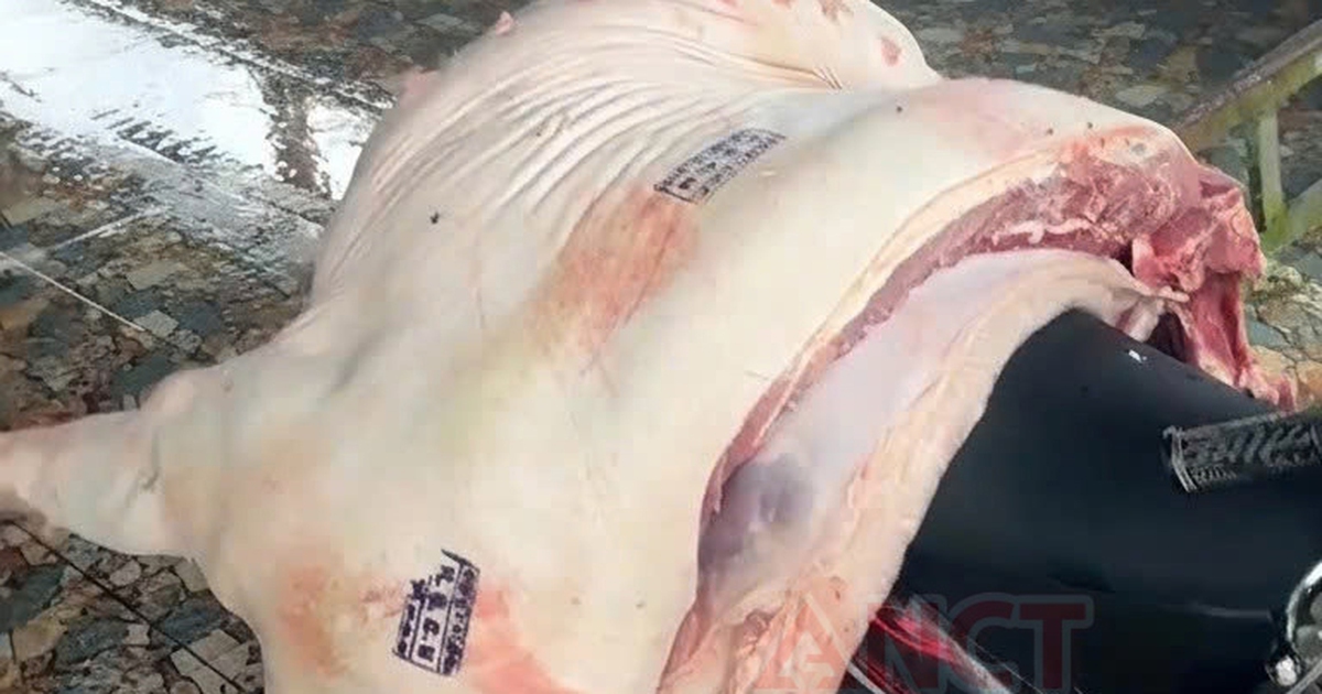 Hải quan 'hỏa tốc' yêu cầu chặn biến chủng lở mồm long móng xâm nhập Việt Nam