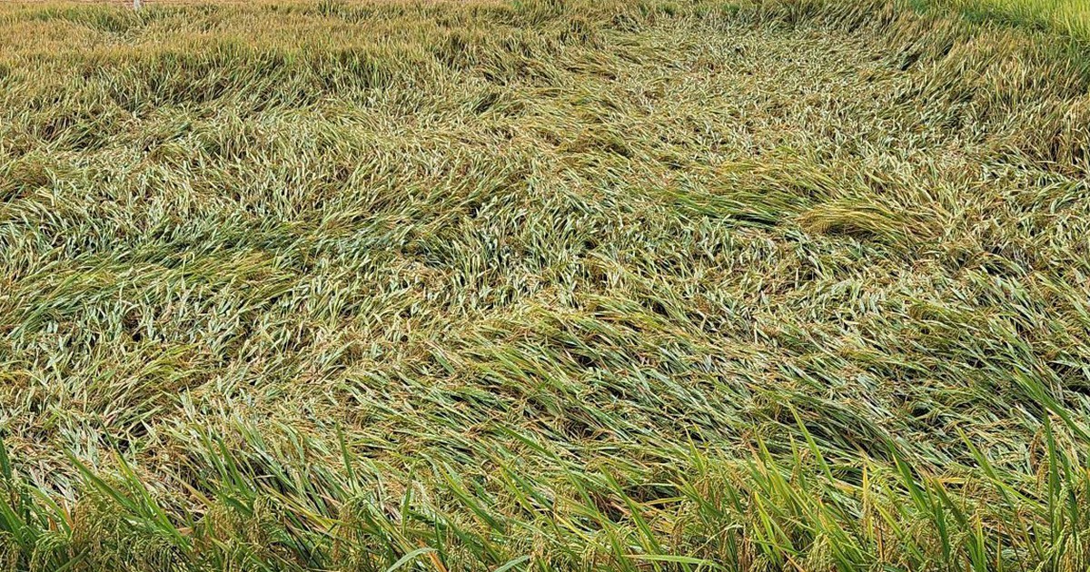 Giông lốc, mưa đá 'quật ngã' gần 5.900 ha lúa xuân tại Hà Tĩnh