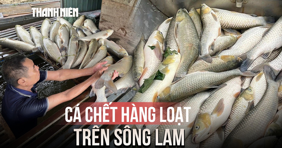 Gần 7 tấn cá lồng bè chết hàng loạt trên sông Lam