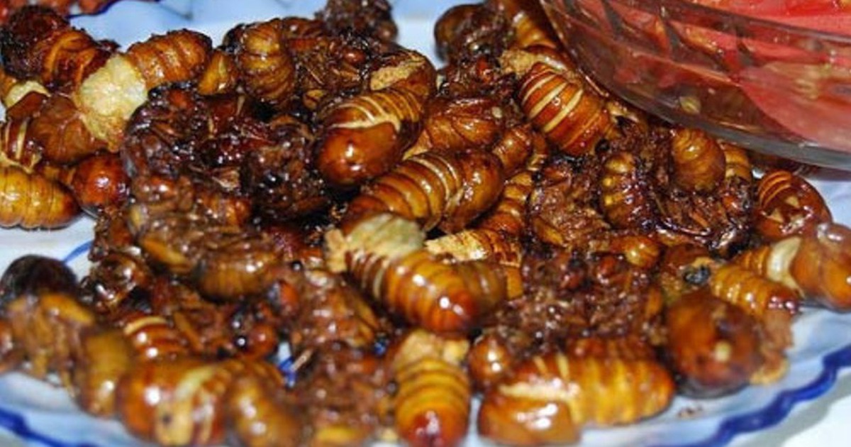 Ăn ve sầu, nhiều người dân miền núi Quảng Trị ngộ độc