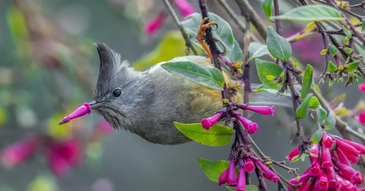 Ngắm những bức ảnh động vật hoang dã gây cười trong giải thưởng quốc tế