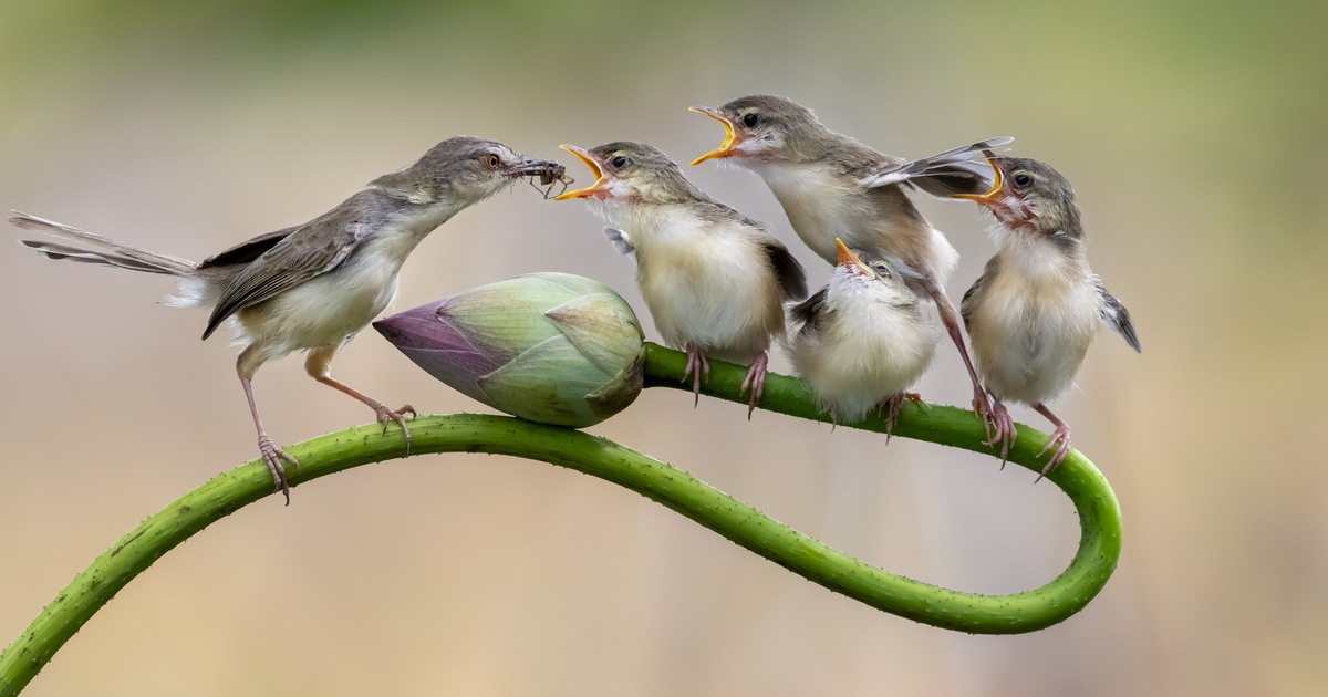 Khoảnh khắc chim chiền chiện mẹ mớm mồi giữa đồng sen Đồng Tháp