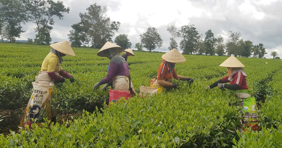 Từ Bàu Cạn ra thế giới: Hành trình hương chè trăm năm
