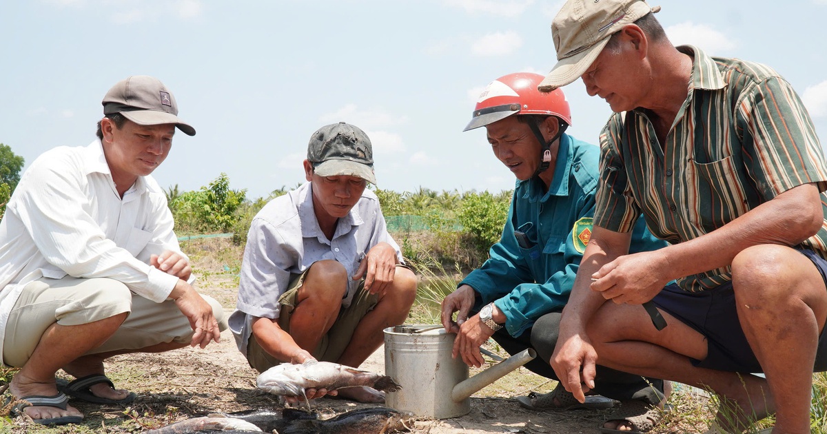 Cá chết hàng loạt: Cà Mau yêu cầu ACV nhanh đánh giá thiệt hại, hỗ trợ dân