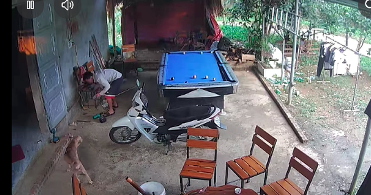'Em đi đâu đấy?': Chú chó bất ngờ tìm đường về nhà sau 5 tháng mất tích